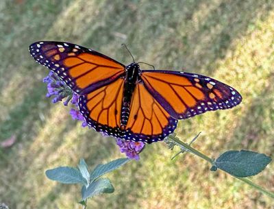 Monarch 10/26/24