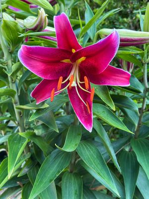Flower Images