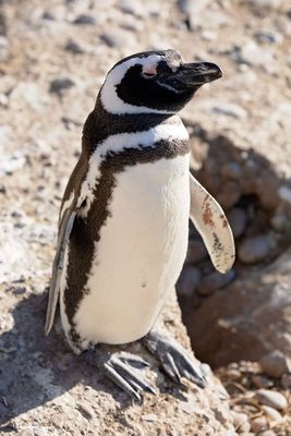 Pinguinera Cabo Dos Bahias