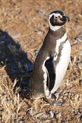 Pinguinera Cabo Dos Bahias