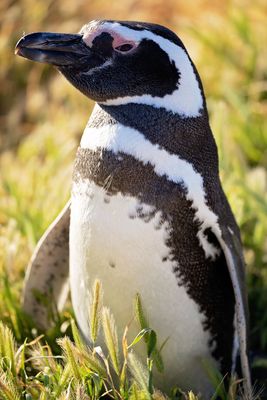 Pinguinera Cabo Dos Bahias