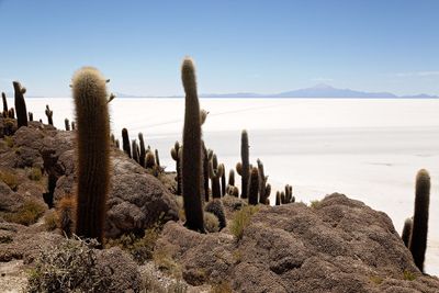 Uyuni