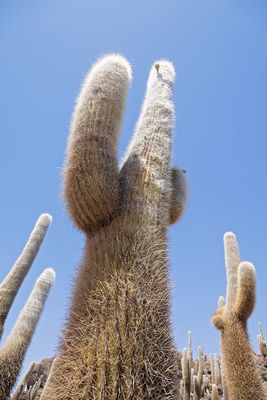 Uyuni
