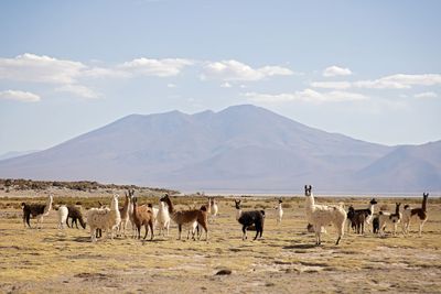 Bolivian Altiplano