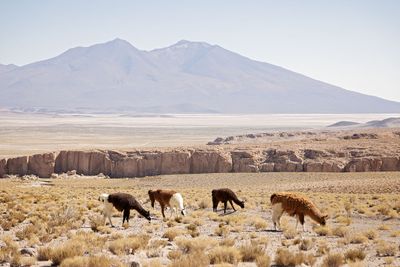 Bolivian Altiplano