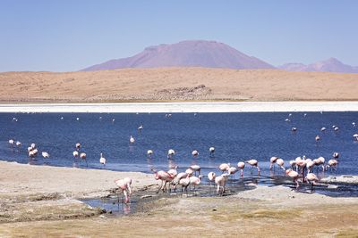 Bolivian Altiplano