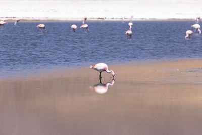 Bolivian Altiplano