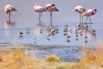 Bolivian Altiplano
