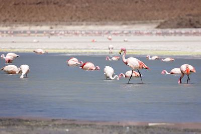 Bolivian Altiplano