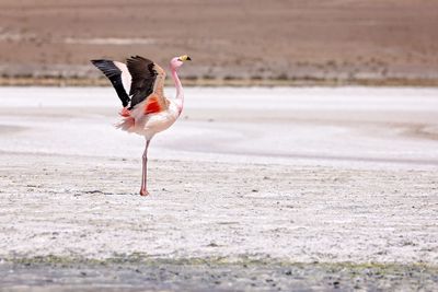 Bolivian Altiplano