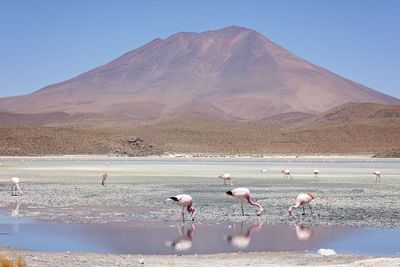 Bolivian Altiplano
