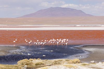 Bolivian Altiplano