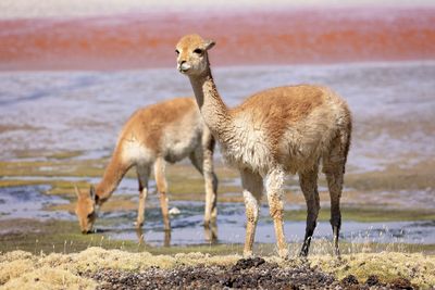 Bolivian Altiplano