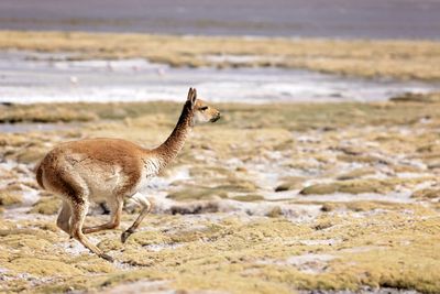 Bolivian Altiplano
