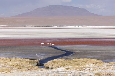 Bolivian Altiplano
