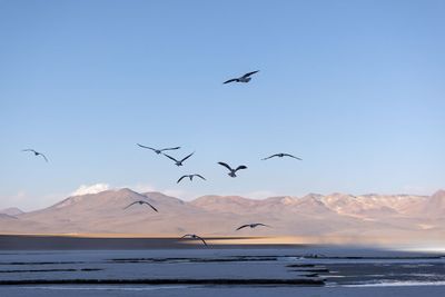 Bolivian Altiplano