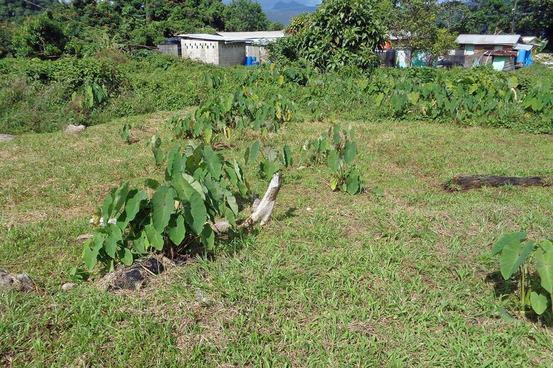 056 A Bountiful Crop of Elephant Ear Dasheen.jpg