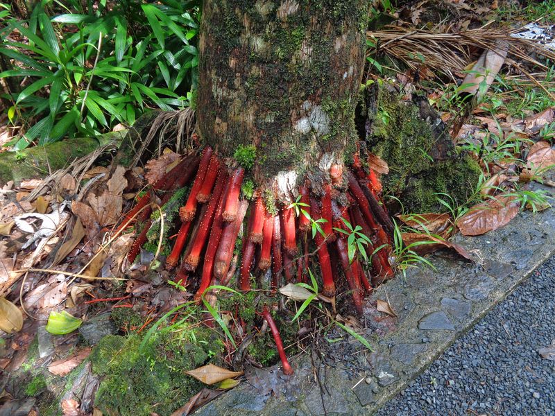 057 The Roots of a Palm Tree in the Rain Forest.jpg