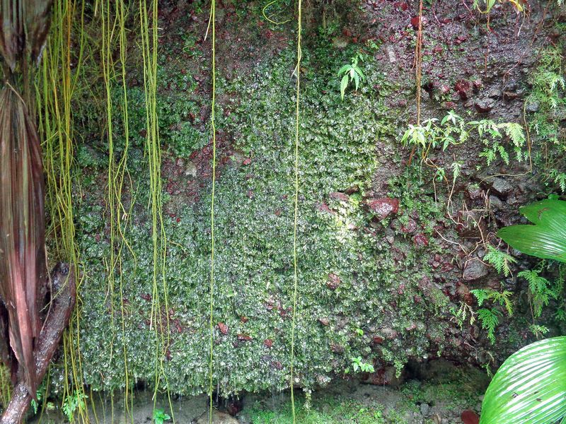 062 More Rain Forest for the Day.jpg