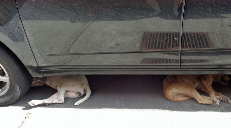 090 A Pair Escaping the Heat.jpg