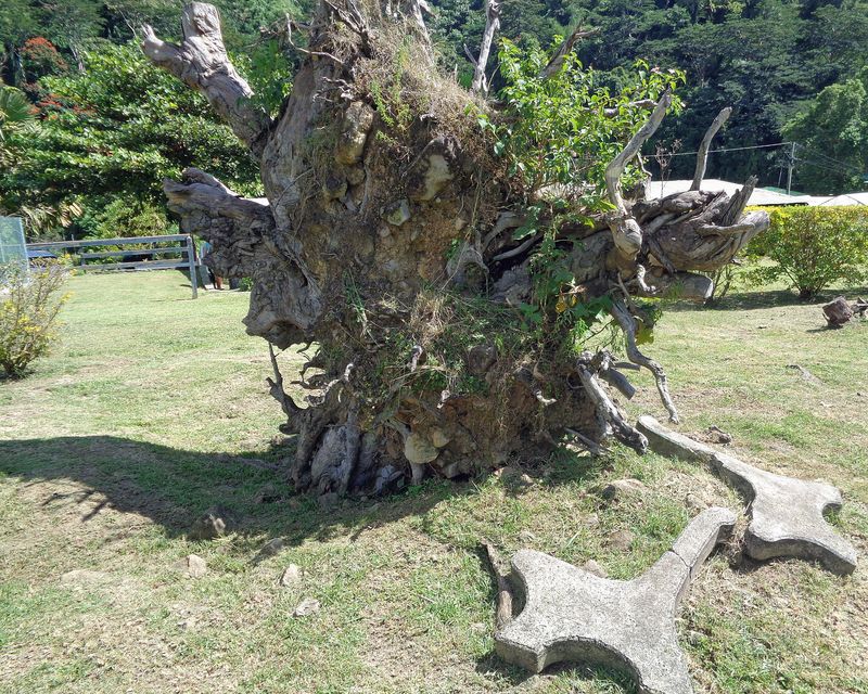 091 A Tree Uprooted by Maria and the Remains of a Park Bench.jpg