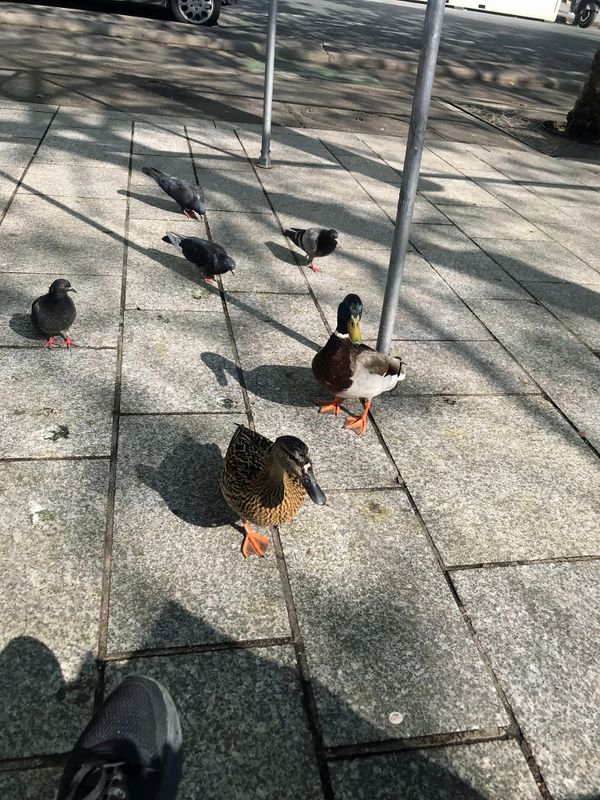 021  Ducks and Pigeons Co-Exist.jpg