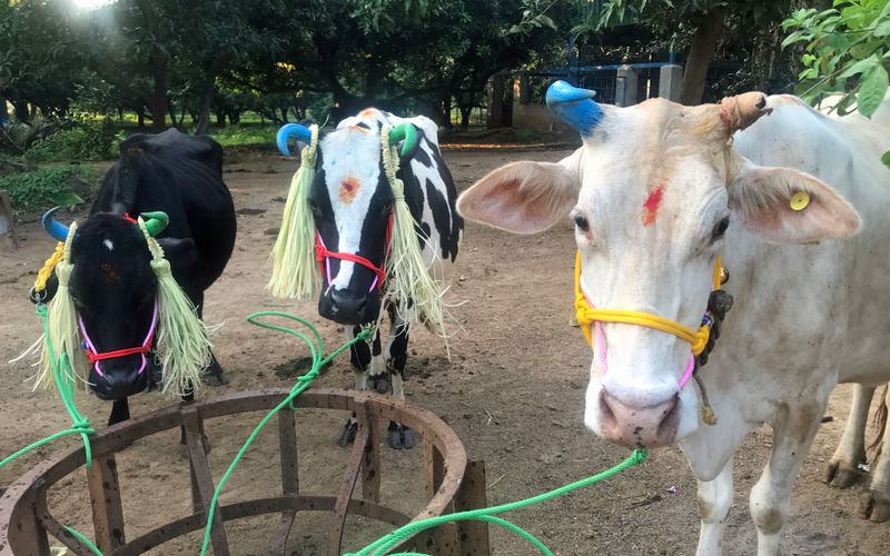 30 Cows were Decorated.jpg