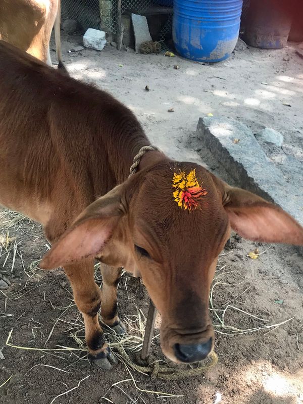 32 My Cow with Artistic Bindi.jpg