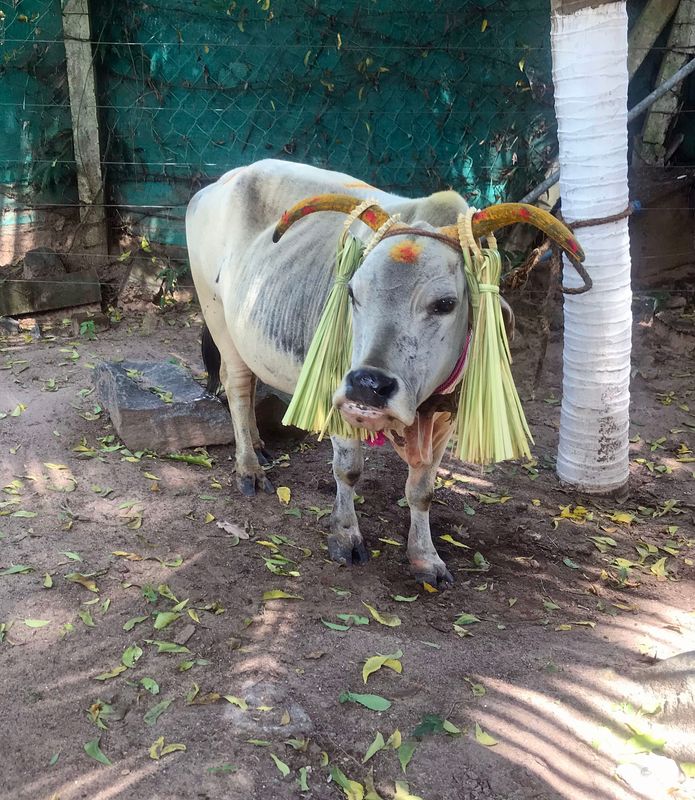 34 Itsy Bitsy Cows Play with the Big Boys.jpg