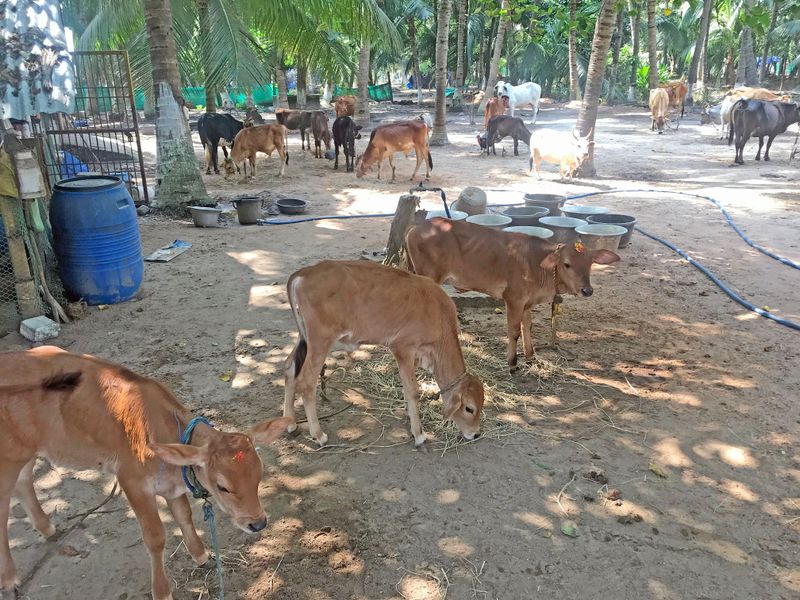 35 The Rest of the Cows Wait in Eager Anticipation.jpg