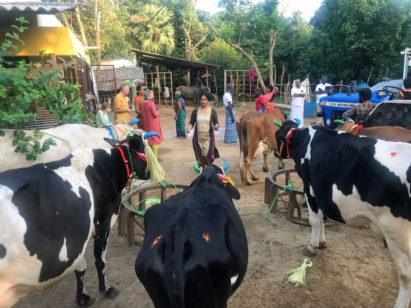 46 The Cows are About to Run.jpg