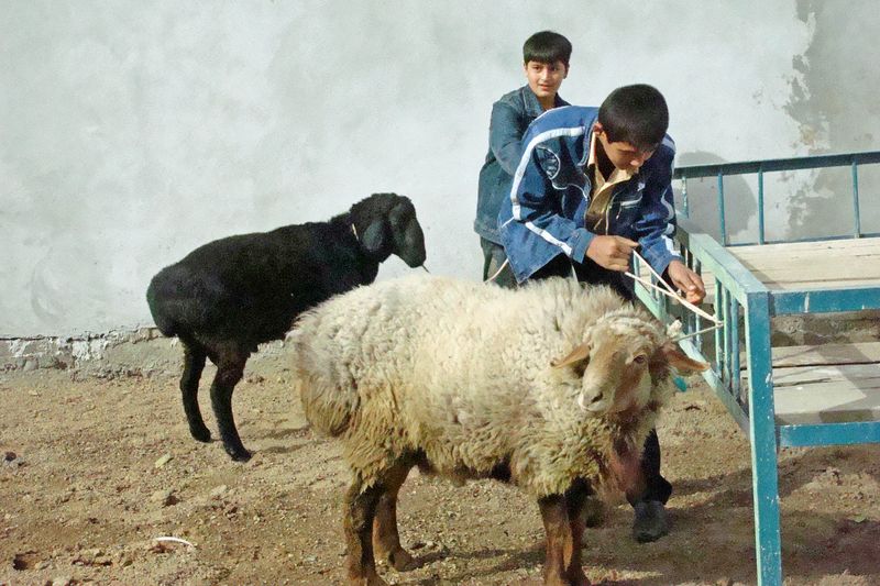 37 The sacrificial sheep sm 11 10 07 093.jpg