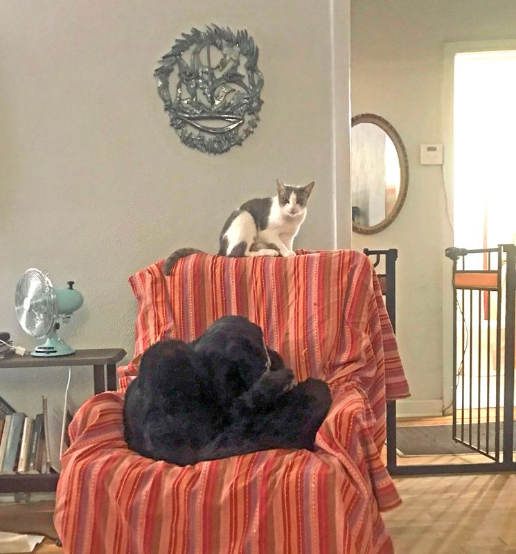 056 The Cat and the Big Dog at our Homestay.jpg