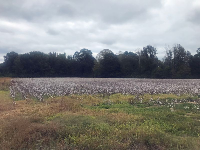 070 Cotton Still Looms Large.jpg