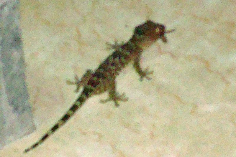 012 A tokek gorging on mayflies.jpg