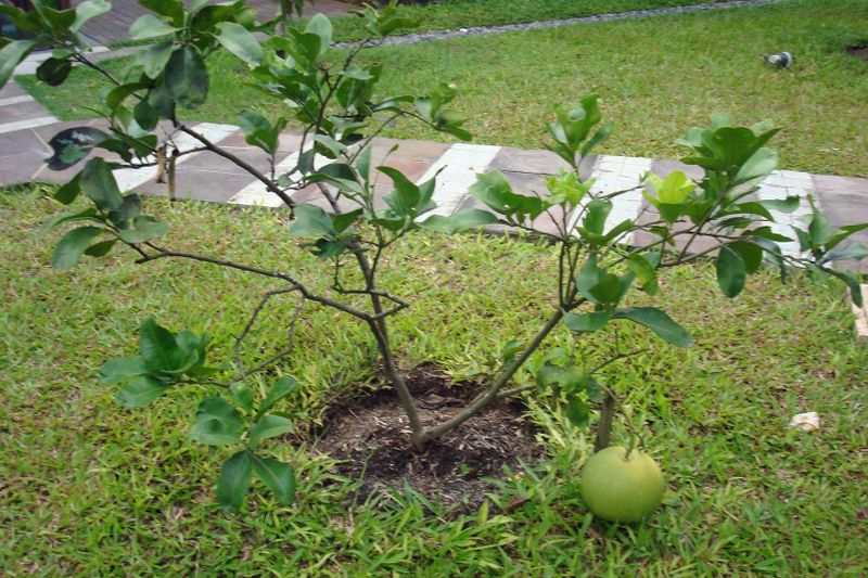 013 An almost impossible Pommelo tree.jpg