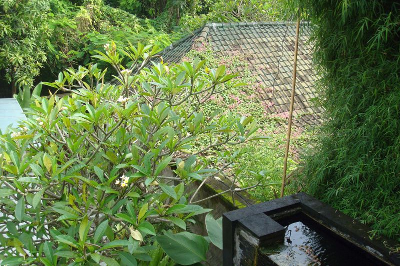 028 Tiled Roof from Ratna's.jpg
