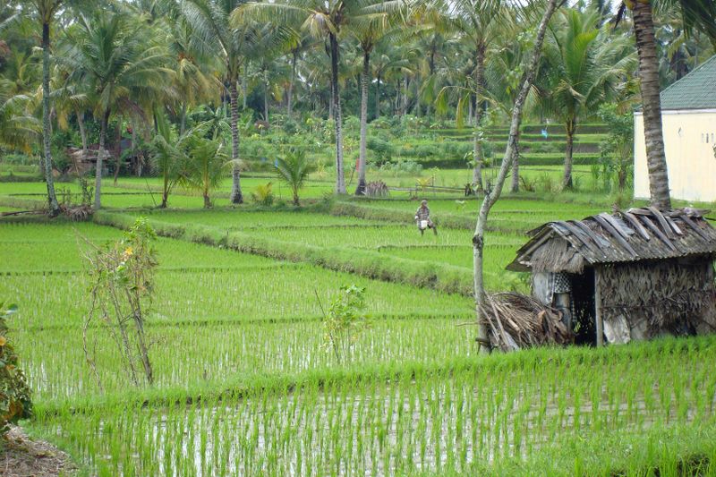 067 A Walk Through the Rice Paddies.jpg