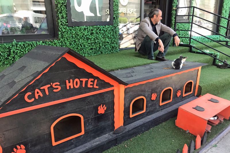 035 The Local Affection for Cats Leads to People Building Homes for Them.jpg