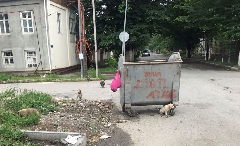 086 Whereas Baku was Oriented to Cats-Quba loved its street dogs.jpg