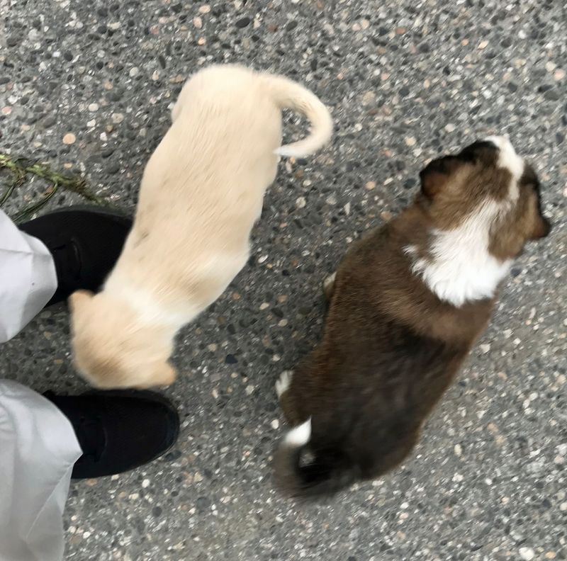 087 Puppies approach people on the street to kiss their toes.jpg