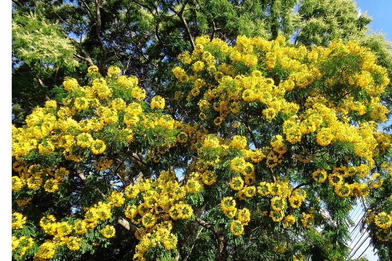 031 Yellow Trees Were Abundant.jpg