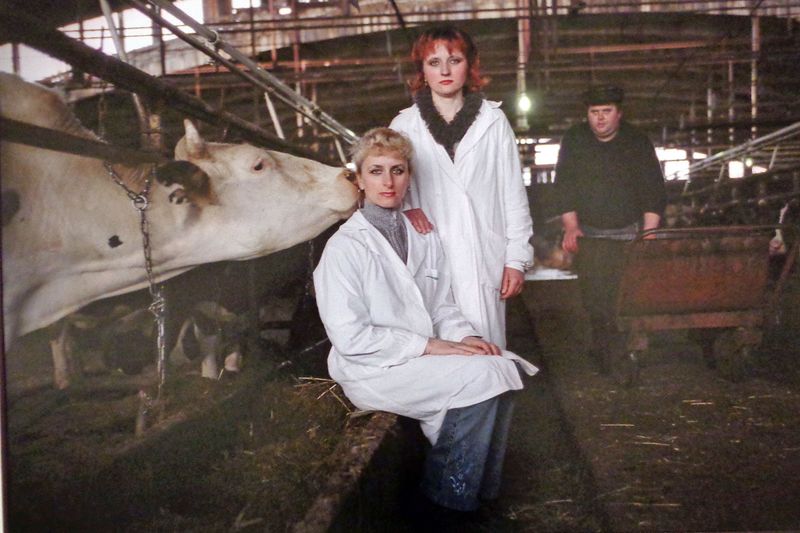 052 A Cow Licks her Inseminator.jpg