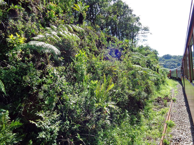 078 We Could Almost Touch the Greenery.jpg