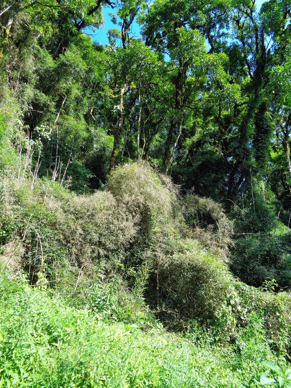 079 Epiphytes Galore.jpg