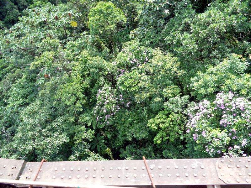 085 Flimsy Rails and Profuse Wildflowers.jpg