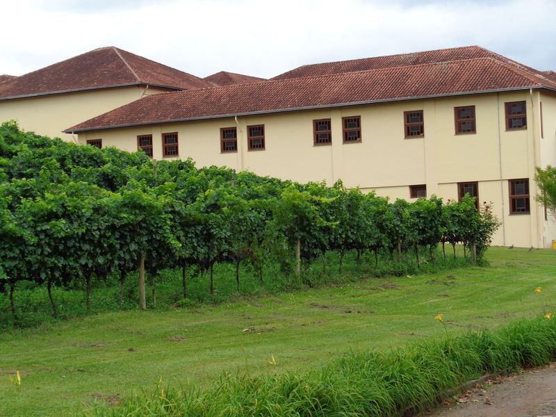 111 Miehlo Vineyard.jpg