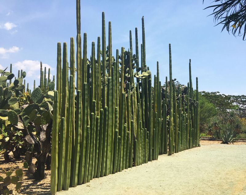 015 Cacti Fences.jpg
