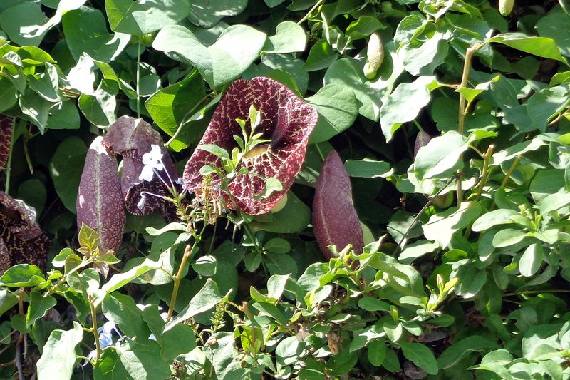 016 Exotic Vegetation.jpg