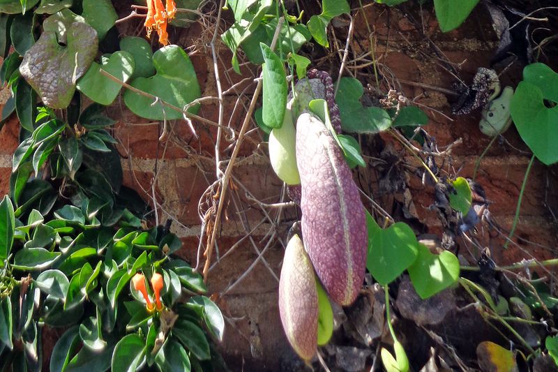 017 More Plants we Don't Recognize.jpg